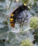 250px-Scolie_des_jardins.jpg