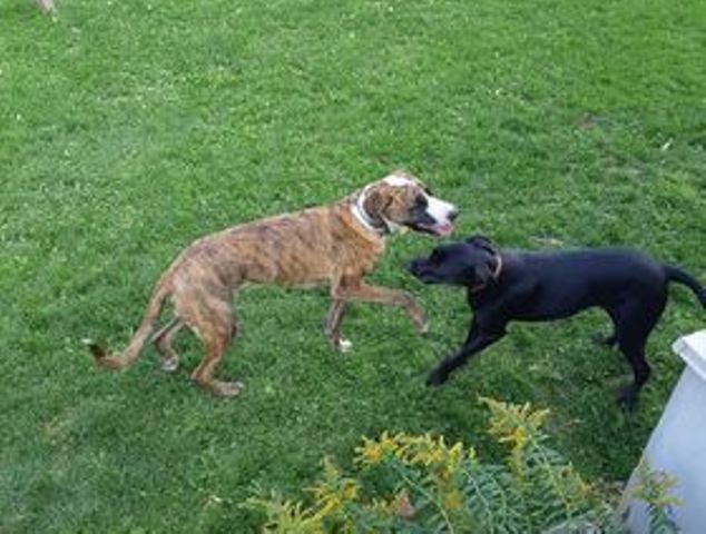 jack et Max le 26 sept 2020.jpg