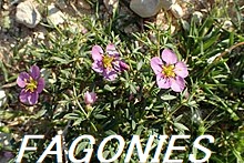 220px-Fagonia_cretica_kz4.jpg
