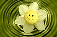 flower-233838_960_720.jpg