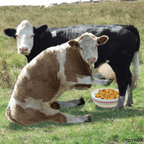 gif-bull-getting-ready-for-breakfast.gif