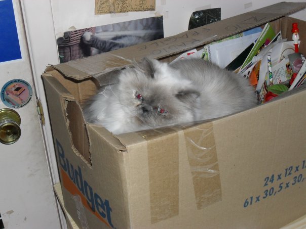 sushi_boite.jpg
