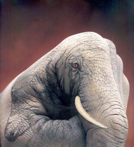 elephan.jpg
