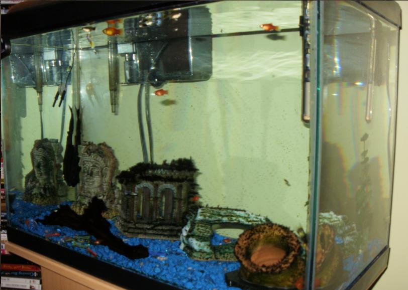 aquarium2.jpg