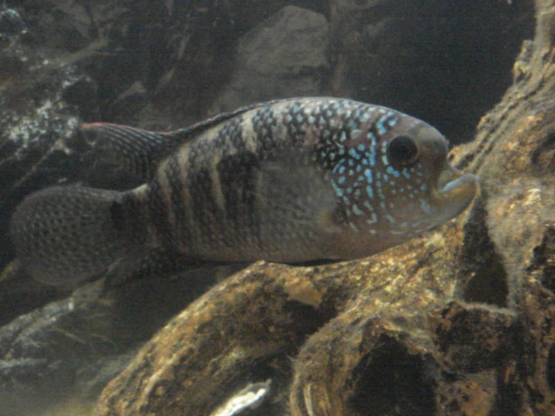 sparrow, un jack dempsey qui fait entre 10 et 12 pouces...   un autre type de cichlidés...