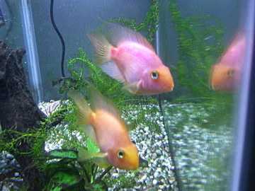 ce sont 2 bloody parrot.   1 jaune soleil et l'autre orange-rose...   je m'en vais les chercher bientôt... :D