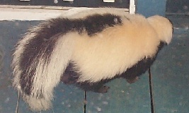 MB-moufette2.jpg