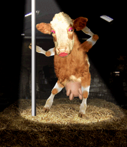 vache.gif