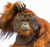 img_monkey-scratching-his-head.jpg