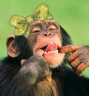 chimpanzefille.jpg