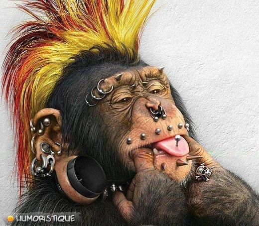 percing+sur+un+singe+punk.jpg