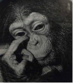 singe2.gif
