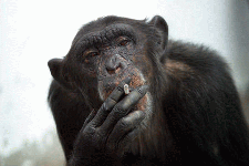 singe3a.gif