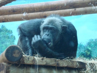 chimpanzesucantpouce428.jpg