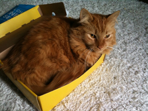 OzBox.jpg