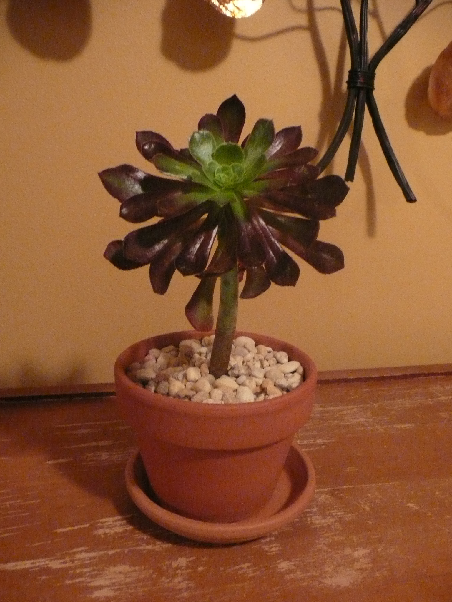Plante #1