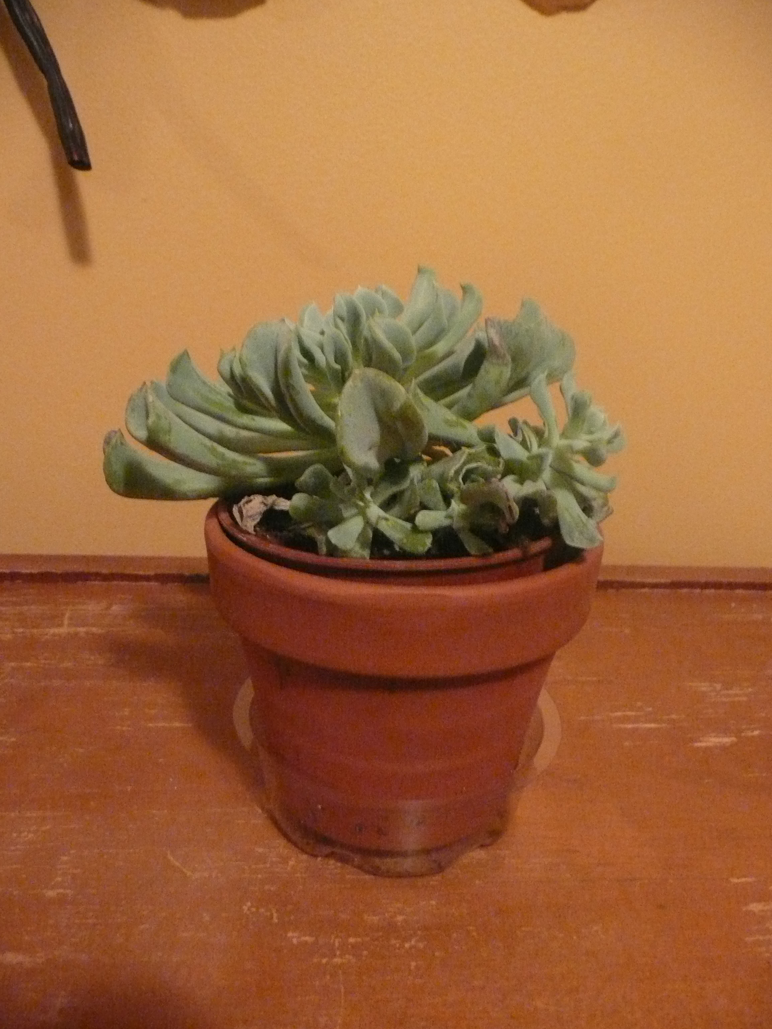 Plante #2