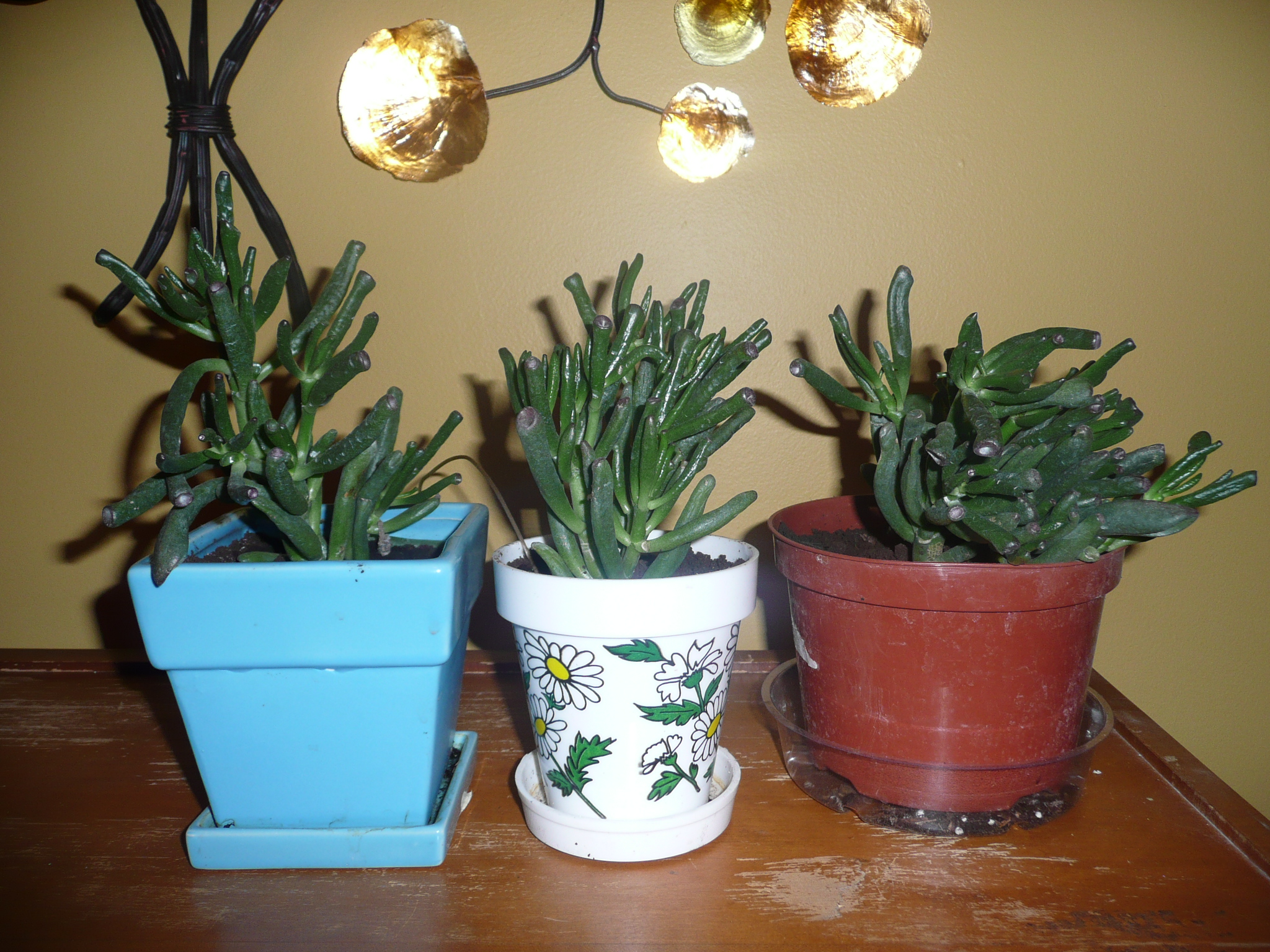 Plante #3 - Crassula portulacea &quot;GOLLUM&quot;