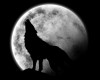 loup_lune.jpg
