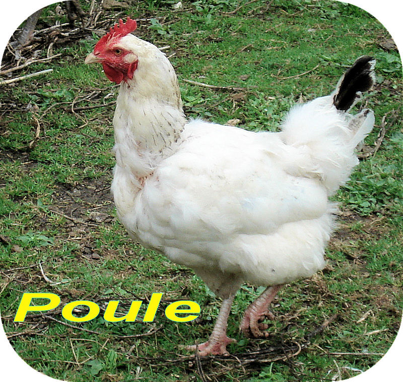 Poule_DC_t_800.jpeg