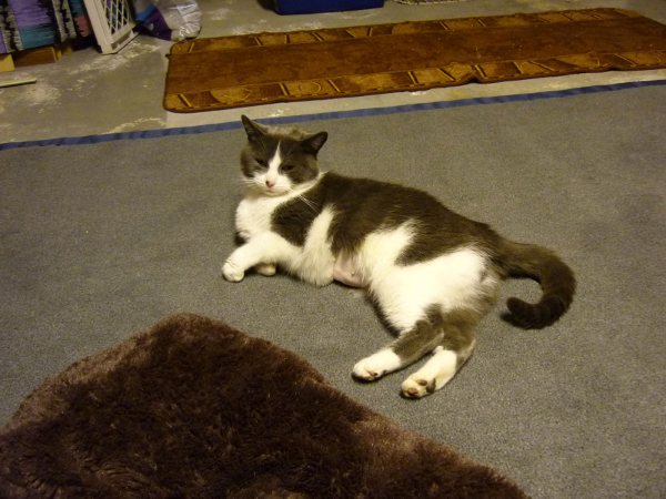 chatte1.jpeg