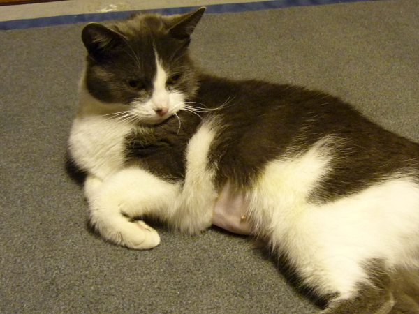 chatte2.jpeg