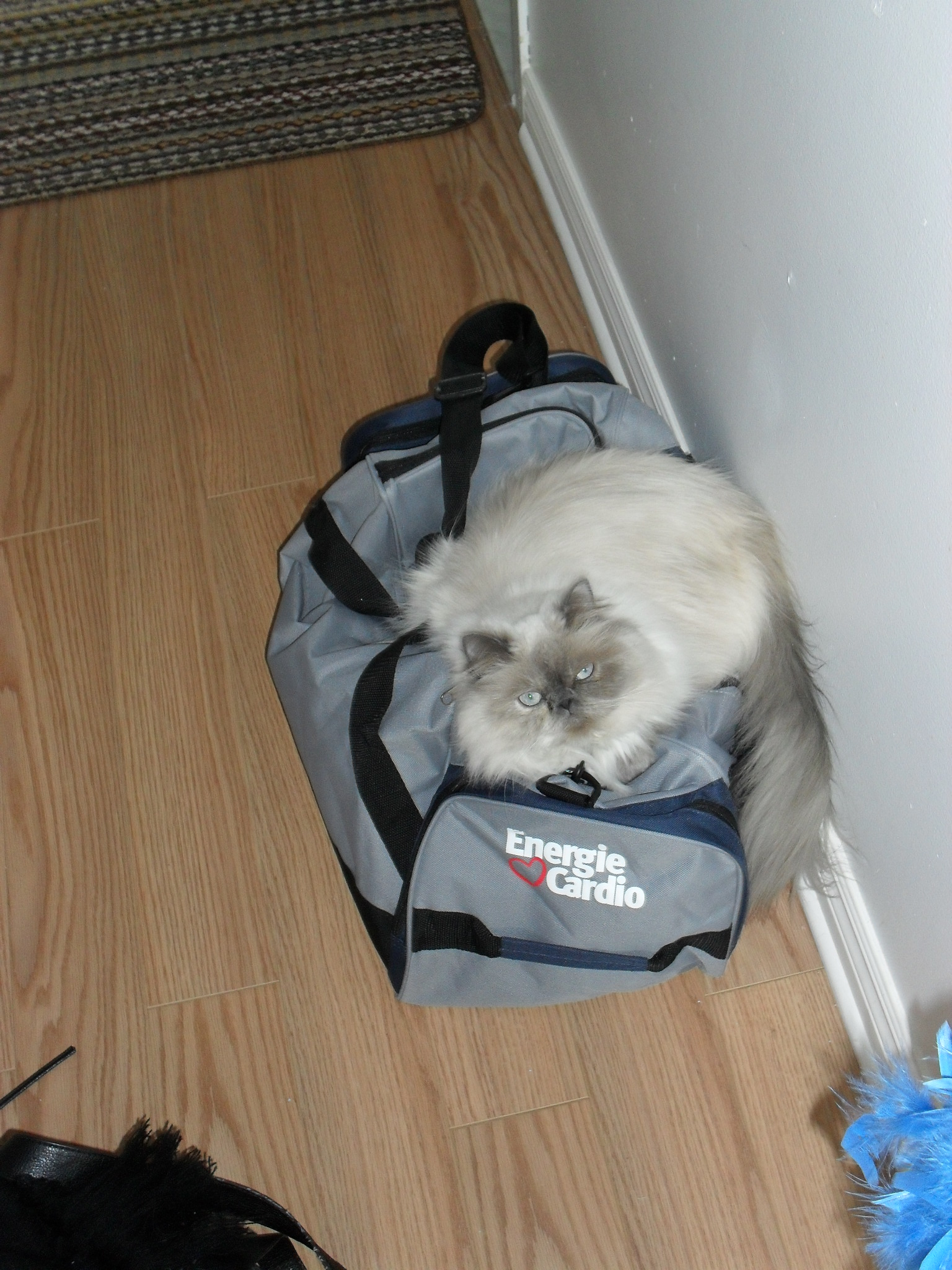 voici Hortense... :)