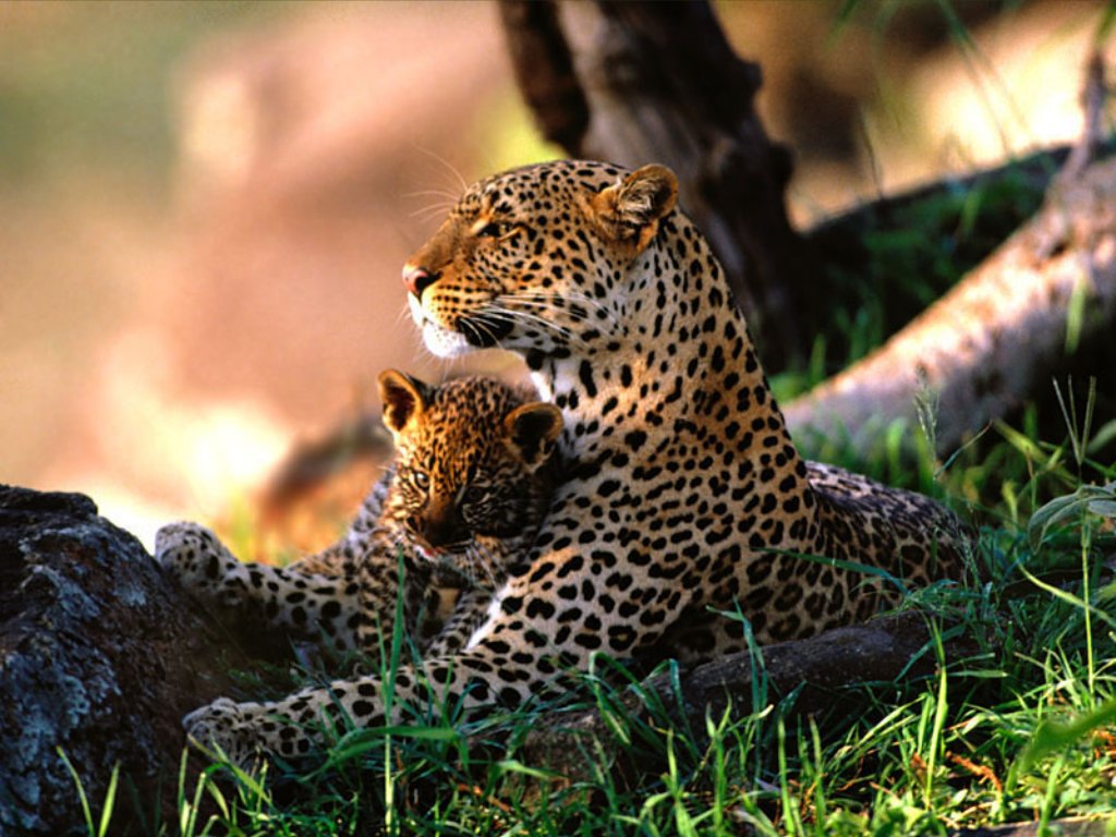 2Leopards1024.jpg